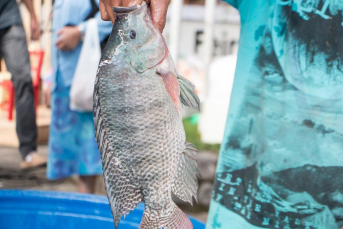 Notícia - Içara terá Feira do Peixe Vivo a partir desta sexta-feira  