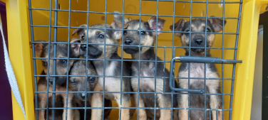 Notícia - Animais abandonados reforçam as ações do Núcleo de Bem-Estar Animal em Criciúma