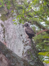 Notícia - Espécies nativas de animais silvestres aparecem no Parque Astronômico de Criciúma