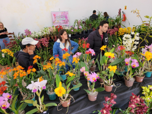 Notícia - Sucesso marca a 1ª Exposição de Orquídeas de Urussanga