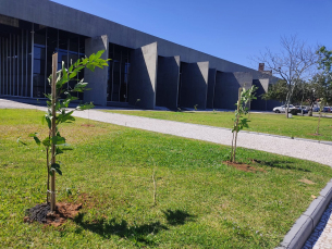 Notícia - Funcionários do Paço Municipal plantam 250 mudas nativas no Parque Altair Guidi