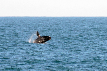 Notícia - Rota da Baleia Franca recebe operadoras de turismo de cinco estados