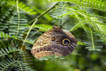 Notícia - Inscrições para Concurso Fotográfico da Diretoria de Meio Ambiente de Criciúma seguem abertas