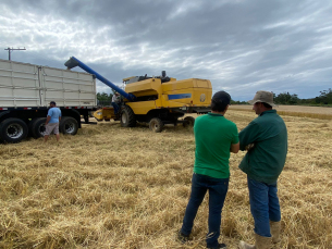 Notícia - Trigo em Içara: diversificando a agricultura local