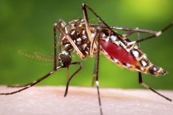 Notícia - Vigilância em Saúde promove ação de orientação e prevenção à Dengue na região central de Criciúma