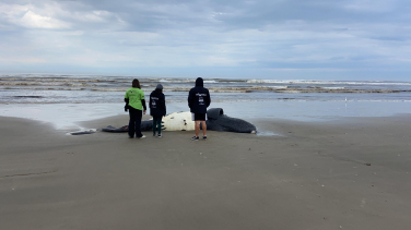 Notícia - Filhote de baleia-franca é encontrado morto em Balneário Arroio do Silva 