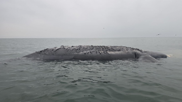 Notícia - Baleia-franca é encontrada morta no Sul de SC