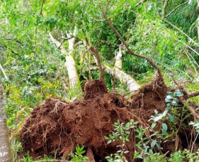 Notícia - Consema aprova reaproveitamento das árvores derrubadas pelos tornados