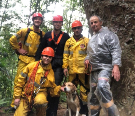 Notícia - Cachorro é resgatado pelo Corpo de Bombeiros após cair de altura de 20 metros