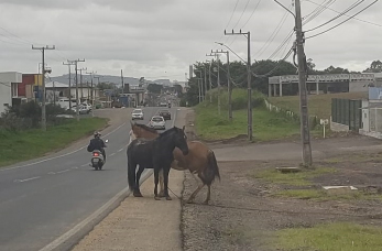 Notícia - Os cavalos à solta voltam a preocupar (VÍDEO)