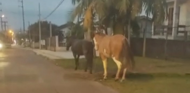 Notícia - Animal abandonado em Criciúma? Saiba o que fazer (VÍDEOS)