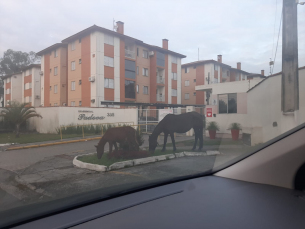 Notícia - Cavalos soltos geram reclamações dos moradores do bairro Santo Antônio 