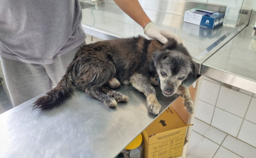 Notícia - Cachorro fica dois dias no bueiro e é resgatado por bombeiros em Criciúma (VÍDEO)