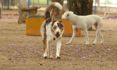 Notícia - Justiça impede que prefeitura remova abrigos de cães em praça pública de Criciúma