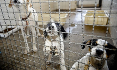 Notícia - Adoção e abandono de animais domésticos aumentam durante a pandemia