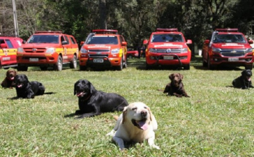 Notícia - A rotina dos cães do Corpo de Bombeiros de SC: seleção de filhotes, amparo e tratamentos