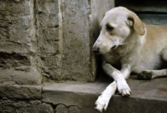 Notícia - Maus-tratos e abandono de animais crescem no verão