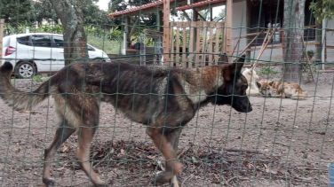 Notícia - Casal acusado de manter canil clandestino e maltratar animais seguirá preso