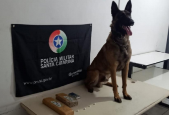 Notícia - Araranguá: com auxílio do cão Argo, PM apreende maconha e cocaína em terreno baldio