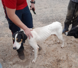 Notícia - Cachorro cai em desnível de 30 metros e é resgatado pelo Corpo de Bombeiros