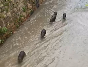 Notícia - Capivaras são vistas no Rio Criciúma (VÍDEO)