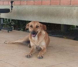 Notícia - Oportunidade para castrar cães e gatos em Forquilhinha