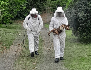 Notícia - Atacados por abelhas, cães precisam ser resgatados em Turvo