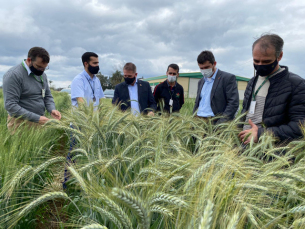 Notícia - Experimento busca fortalecer cultivo de grãos no inverno no Sul catarinense 