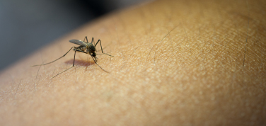 Notícia - Com ênfase no combate à dengue, Programa Saúde nas escolas inicia em Siderópolis