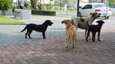 Notícia - Fumaf e Agricultura promovem evento alusivo ao mês do animal de rua