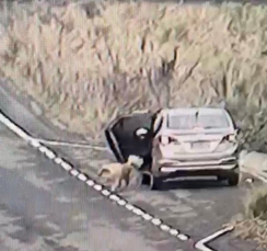 Notícia - Conforme prefeitura de Içara carro usado para abandonar animal é de uma servidora (VÍDEO) 