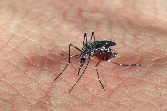 Notícia - Dia Estadual de Mobilização contra o Aedes aegypti alerta para o combate ao mosquito