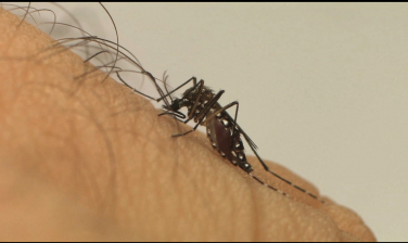 Notícia - Dengue: Sul não vive situação crítica, mas momento é de cautela e conscientização