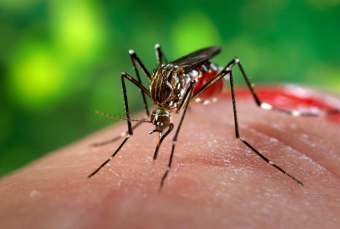 Notícia - Araranguá e Sombrio considerados infestados pelo Aedes aegypti 