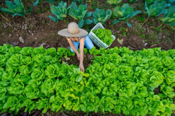 Notícia - Secretaria da Agricultura amplia em R$ 2,5 mi o crédito para agricultores e pescadores