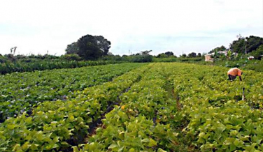 Notícia - Agricultura estuda mudar financiamento do agronegócio e seguro rural