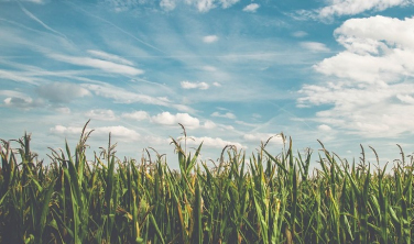 Notícia - Agricultura de Criciúma sofre com a estiagem