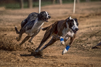 Notícia - Justiça ordena que ação sobre corrida clandestina de cães siga contra todos os acusados