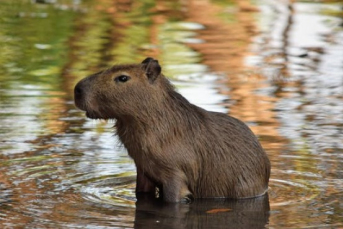 Notícia - Concessionária deve pagar indenização a casal que atropelou uma capivara 