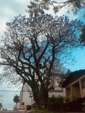 Notícia - Obras do binário: corte de árvores centenárias gera revolta (VÍDEO)