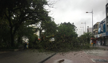 Notícia - Árvore de grande porte cai na Praça Nereu Ramos