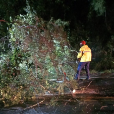 Notícia - Árvore cai na pista e obstrui rodovia SC-108, em Urussanga