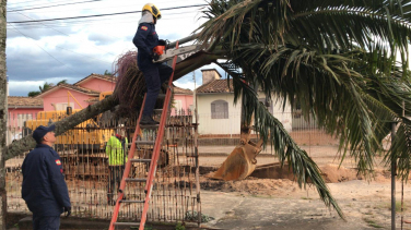 Notícia - Defesa Civil e bombeiros empenhados na remoção de árvores caídas