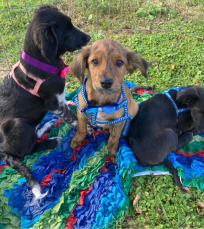 Notícia - Mais uma oportunidade para adoção de cães e gatos 