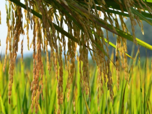 Notícia - Arroz catarinense tem preço, produtividade e exportações em alta