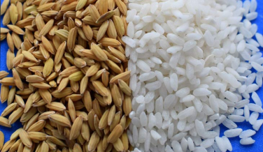 Notícia - As novas oportunidades para o mercado do arroz