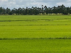 Notícia - Sul do Estado tem uma das maiores produtividades de arroz do mundo