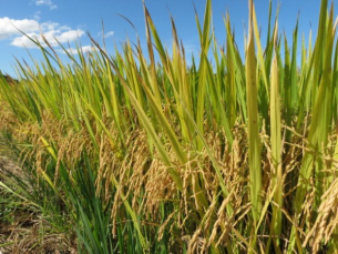 Notícia - Epagri lança novo cultivar de arroz nesta sexta-feira