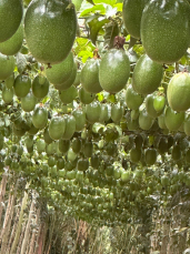 Notícia - (Vídeos) Ovo de Páscoa ou Maracujá? Pomar do extremo Sul surpreende com frutos gigantes e alta produtividade