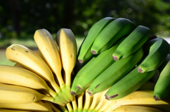 Notícia - Frutas tropicais geram lucro em microclimas no Oeste 